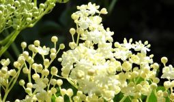 holunderblüte