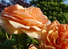rose