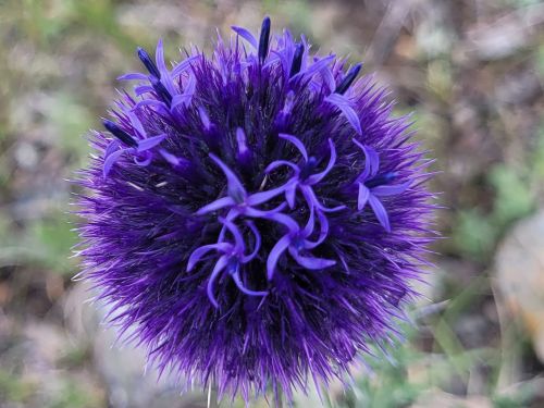 kugeldistel