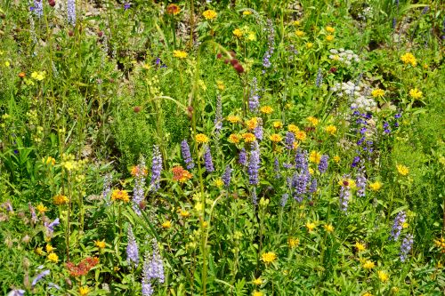 mongolische blumenwiese