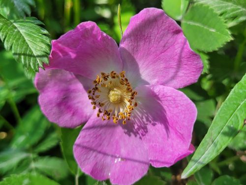 rose