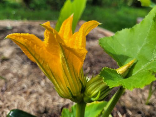 kürbisblüte