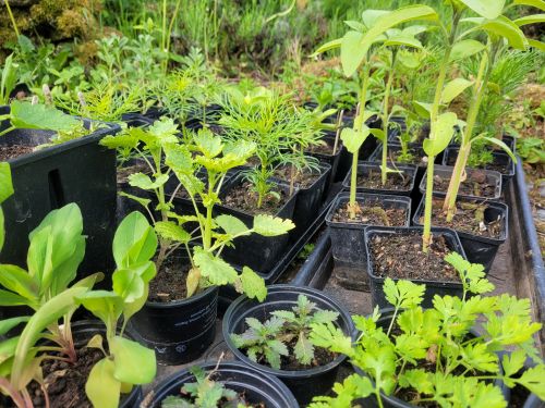 schnittblumenbeet anzucht