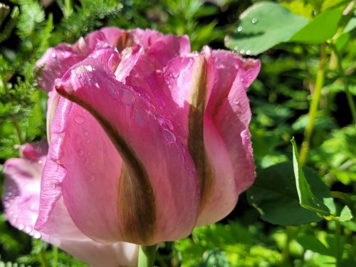 tulpenblüte