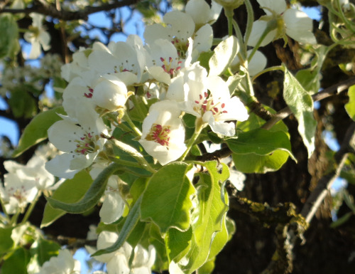 birnbaumblüte