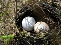 vogelnest