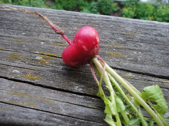 natur liebe radieschen