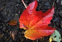 vergänglichkeit herbstlaub