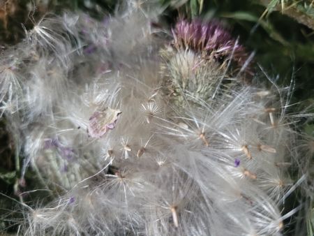 distelsamen