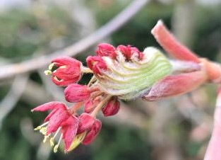 ahornblüte