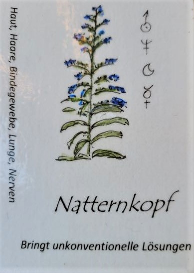 natternkopf kräuterkarte