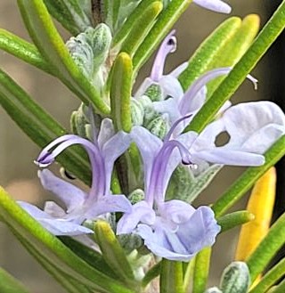 rosmarin blüte