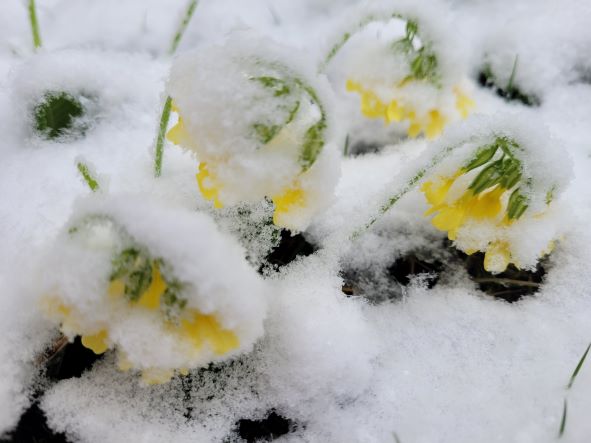 frühlingsschnee