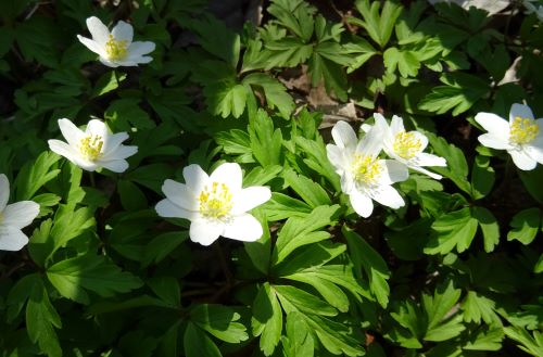 frühlings anemone