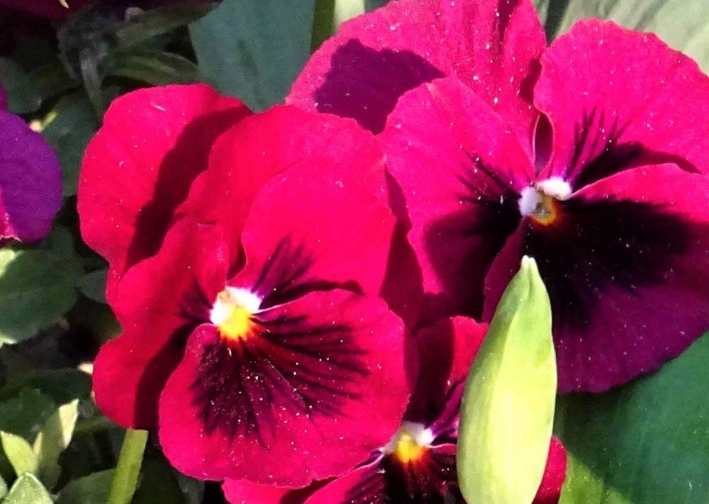 frühlingsblüten