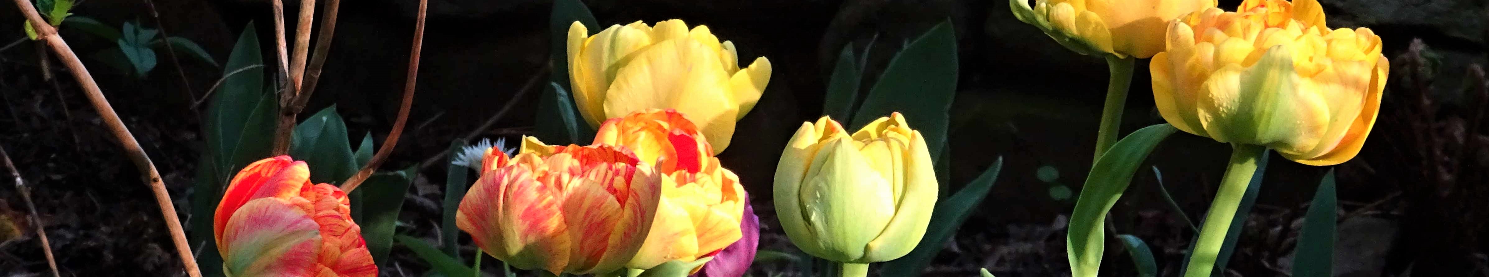 tulpenfreude