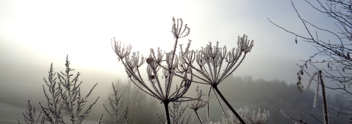 novembernebel