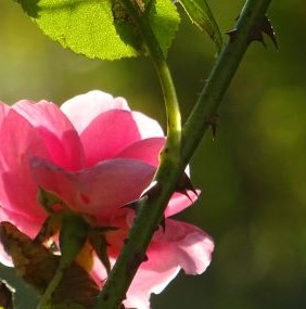 rose mit dornen