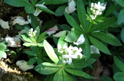 waldmeister