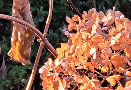 hortensien blütenstand herbst