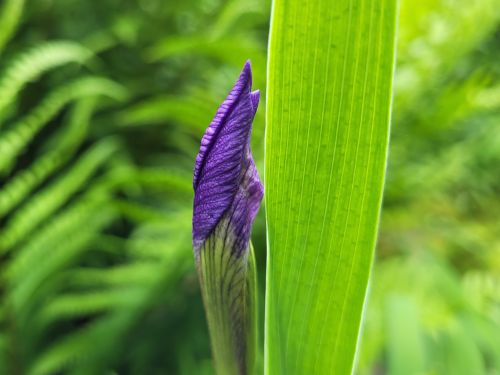 iris entfaltung