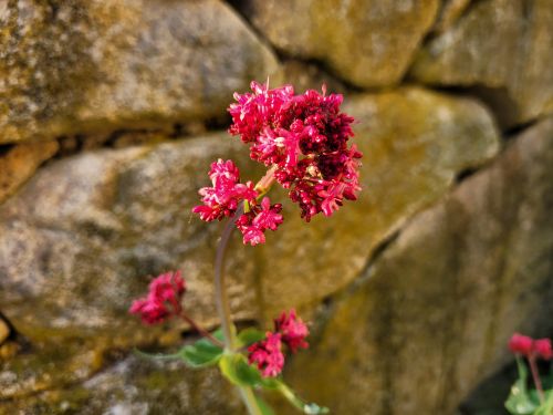 spornblume
