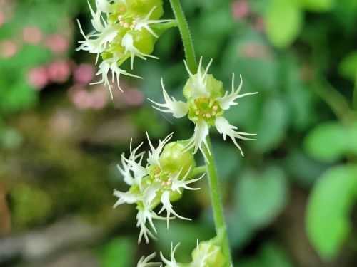 tellima