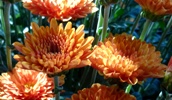 kürbis orange chrysanthemen