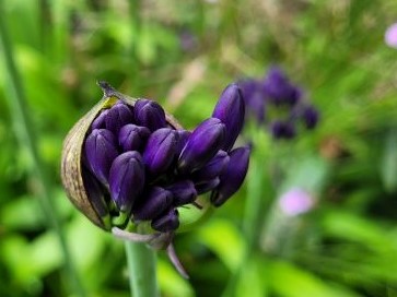 agapanthus