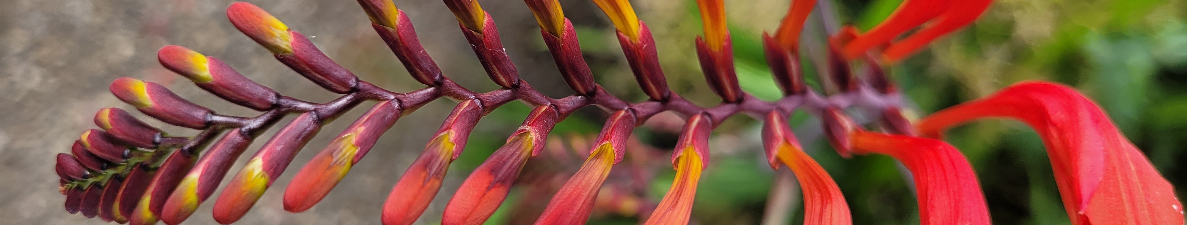 crocosmia