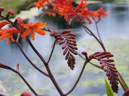 crocosmia