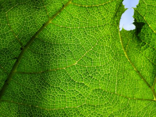 gunnera