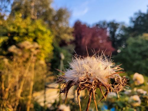 mariendiste, herstfarben