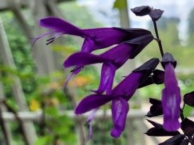 salbeiblüte