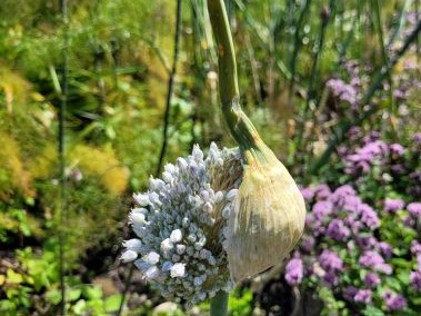 Zwiebel blüte