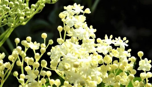 hollerblüte