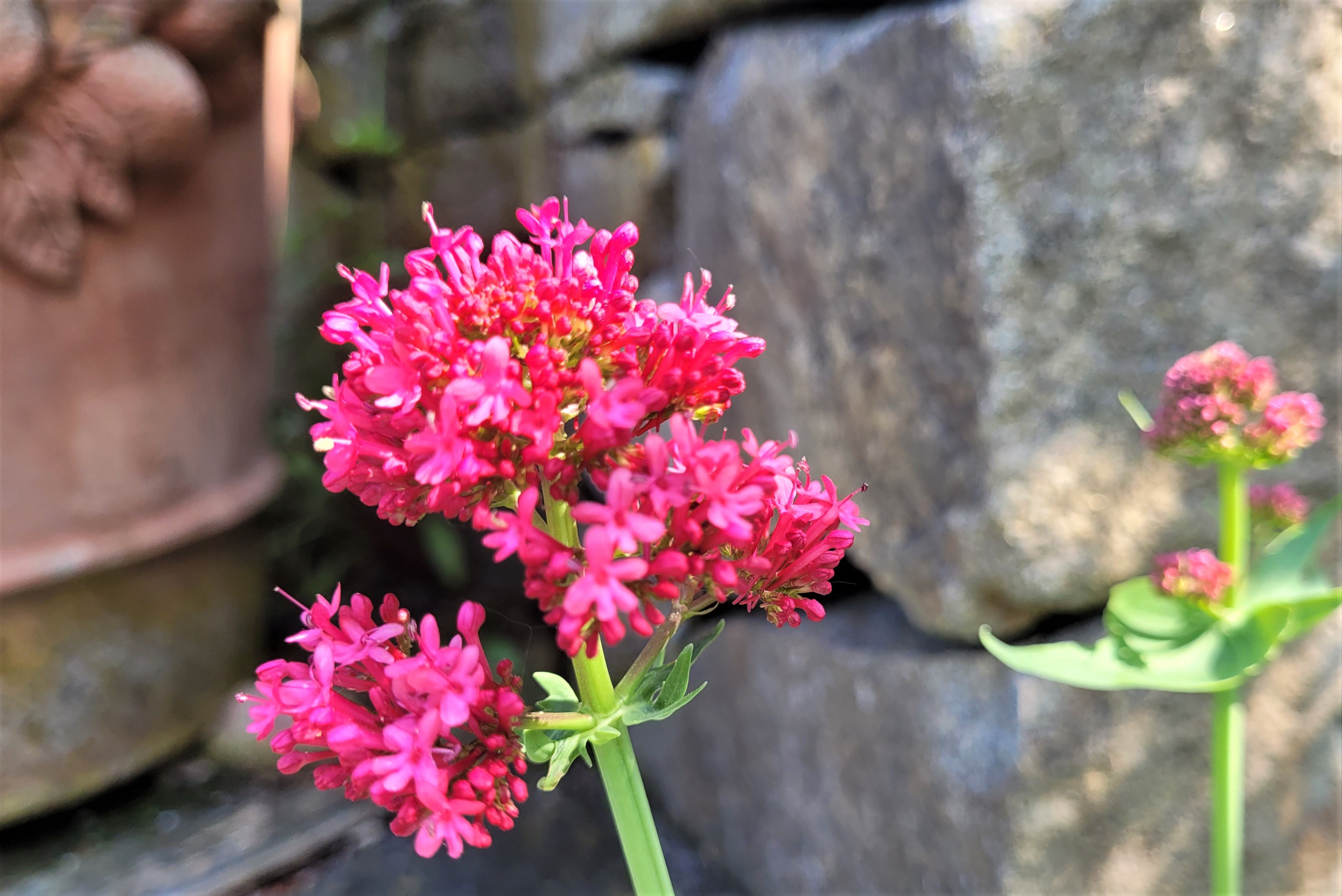 spornblume