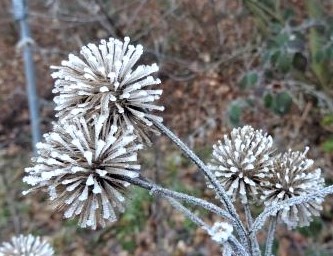 blütenstände im frost