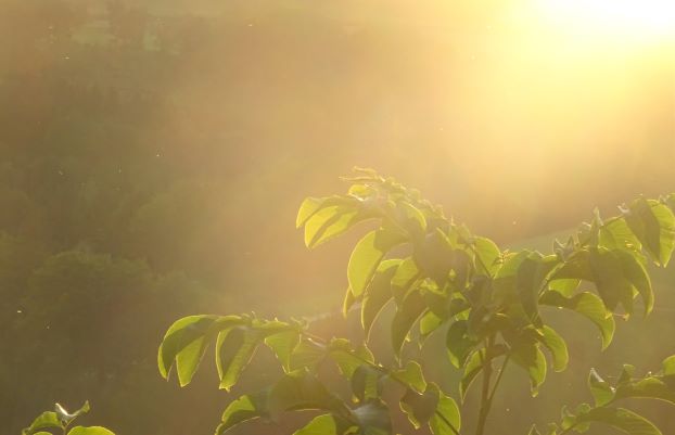 sonnenuntergang herbst gegenlicht