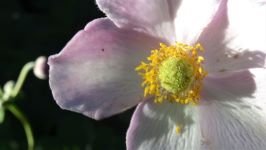 herbst anemone