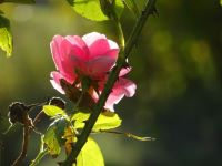 rose im herbstlicht