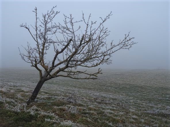 Winter-Sturm-Baum