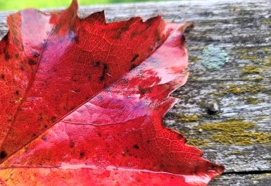 wilder wein herbst