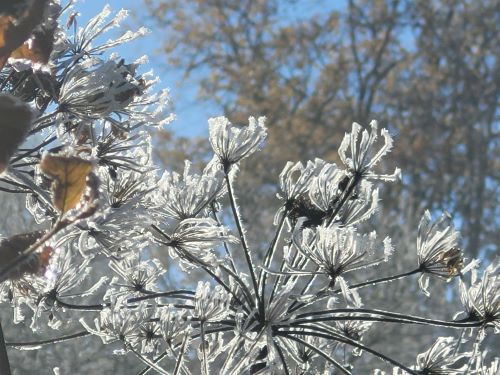 nebelfrost