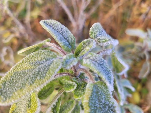 wintersalbei