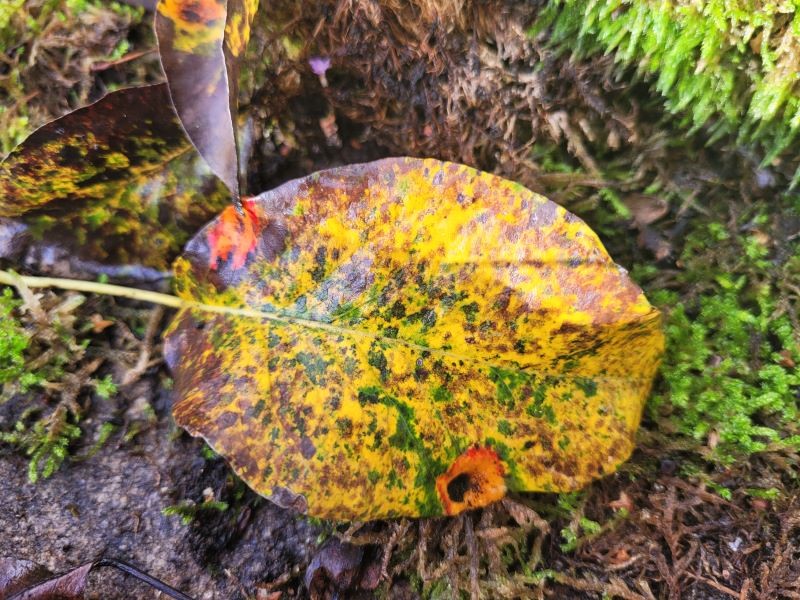 blatt im herbst