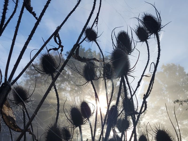 karde im nebel