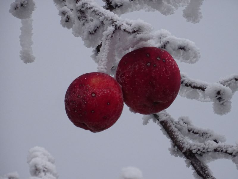 winterapfel