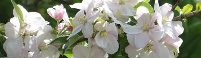 apfelblüte