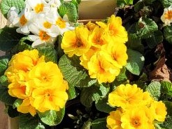 frühlingsfarben